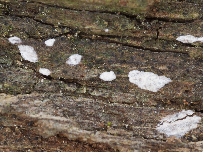 Dendrothele salicicola